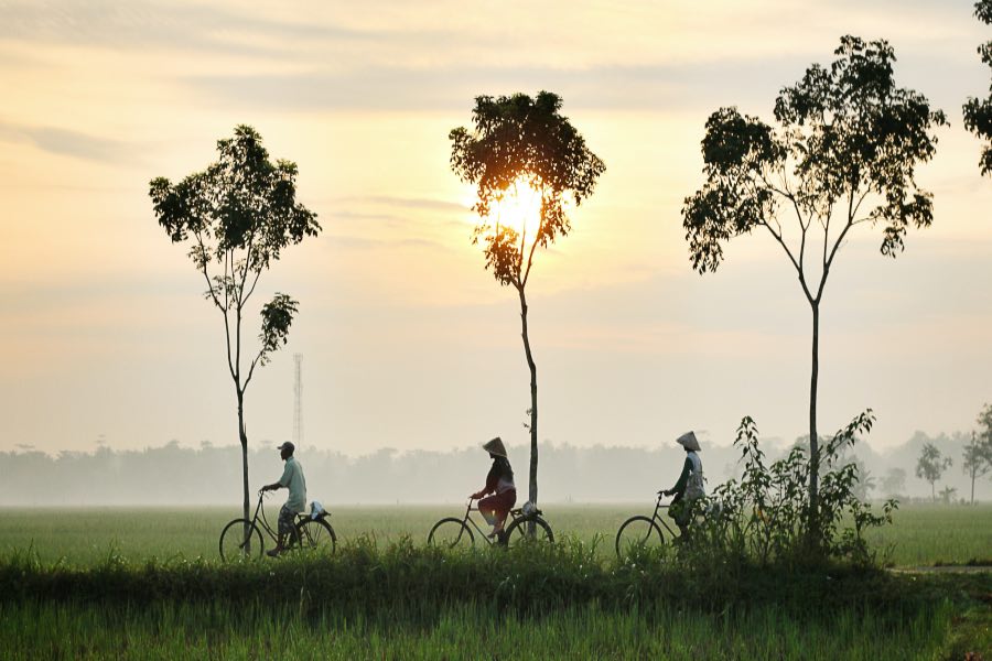 Thailand rice paddies bicycles